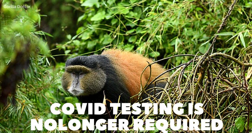 Negative COVID-19 Test Is No Longer Required To Visit Rwanda Parks