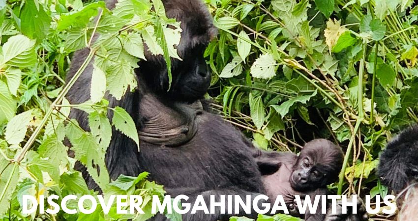 Gorilla Tracking In Mgahinga