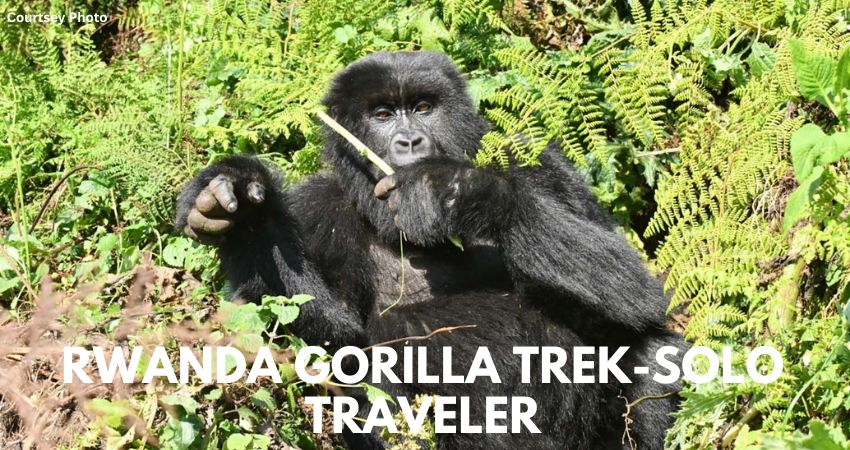Gorilla Trekking For Solo Travelers