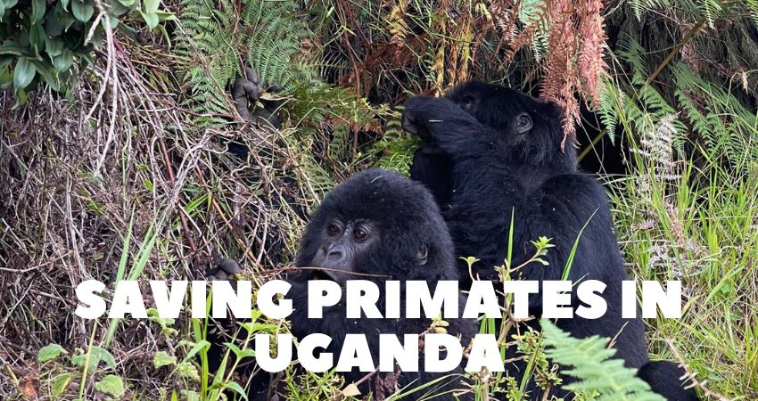 Primate Conservation In Uganda & Rwanda