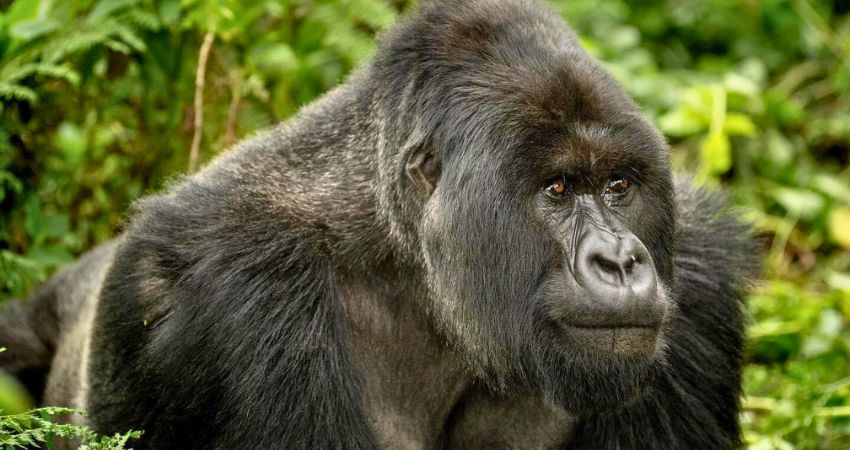 Place To See Mountain Gorillas