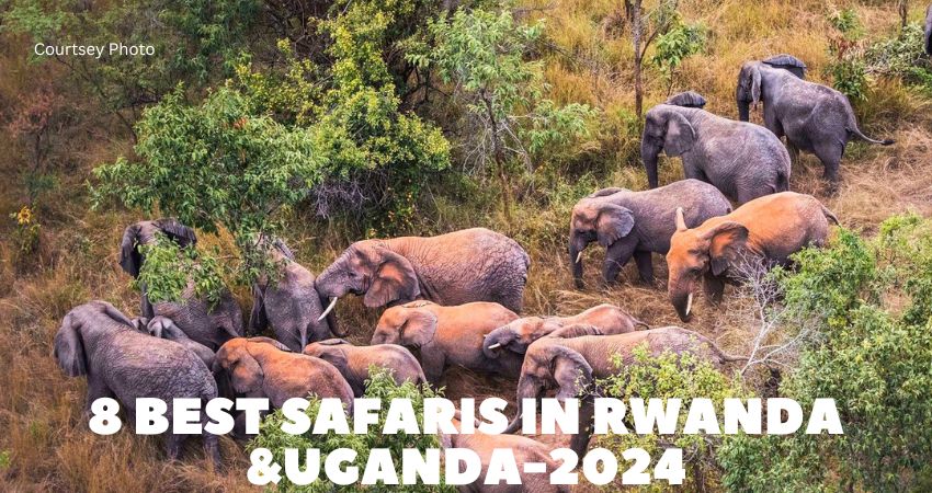 best safaris in Rwanda and Uganda