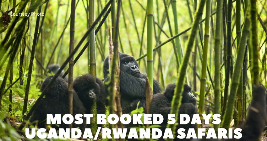 The Most Booked 5 Days Uganda Rwanda Safaris