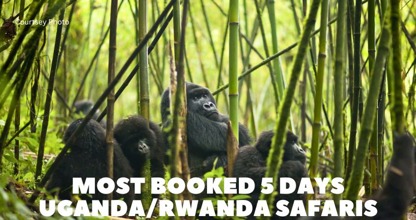 5 Days Uganda Rwanda Safaris