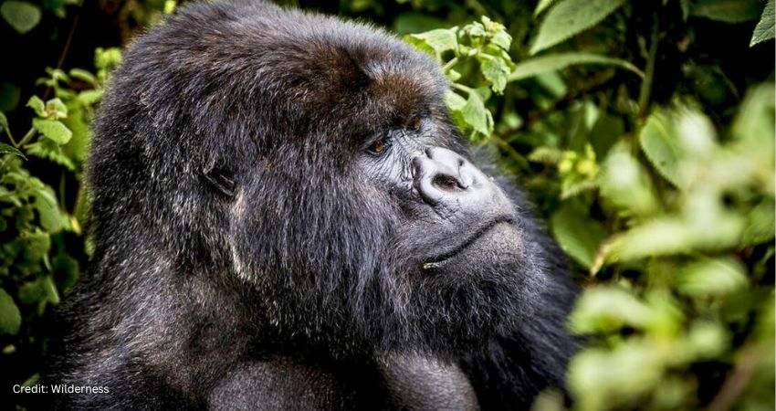 Gorilla Trekking in 2027
